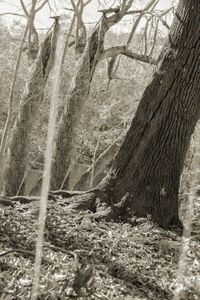 Lines In Nature #9