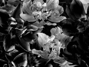 The Tulip, Composition II