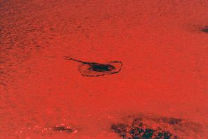 When I close my eyes and dream of you