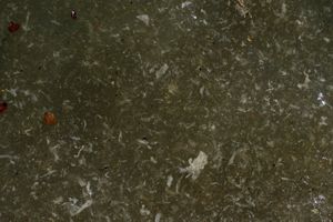 Single-use plastics, the food of the future