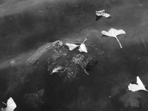 Wet Leaves #4