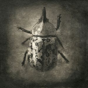 beetle© Gary