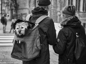Doggy bag 2.0