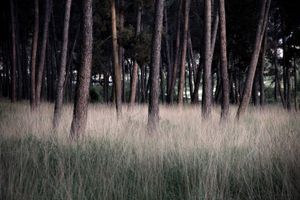 Little woods, 2009 © Andreas Tsonidis