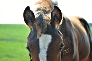 Foal's Face