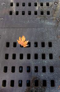 windows and leaf