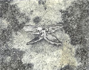Walnut Shell Butterfly