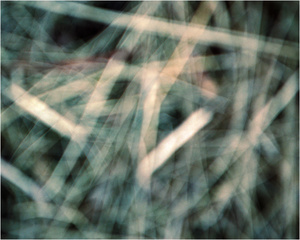 Twilight Grassland #6