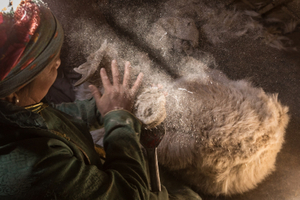 Mongolian cashmere