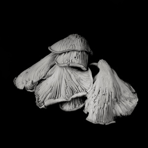 Oyster Mushroom 24