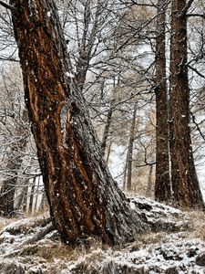 WinterGold