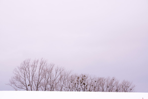Winter Horizon in the Vicinity -04