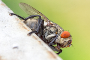 Fly