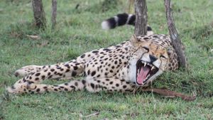 Cheetah