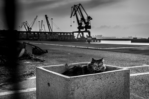 cat