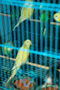 Untitled, Yuen Po Bird Garden, Mong Kok, Hong Kong, 2016, Chromira print on Glossy Fujicolor Crystal Archive Paper, 24 x 16 inches