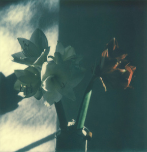 Untitled, Sehnzucht, 2015-2016