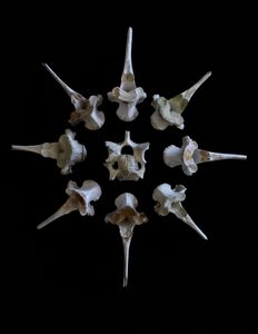 Nature Morte # 57 (Morning Star)