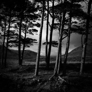 Ansel trees