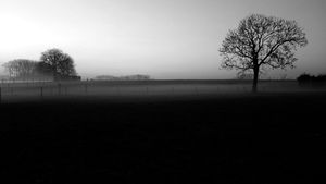 Horses in the mist.