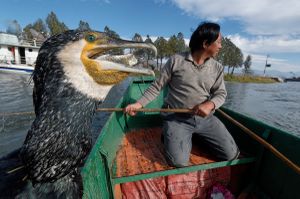 Cormorant fishing remains part of the Bai economy on Erhai, but is in decline. The number of fishing families fell from 72 in 1985 to 27 in 1995, and continues to drop. © Michael Freeman