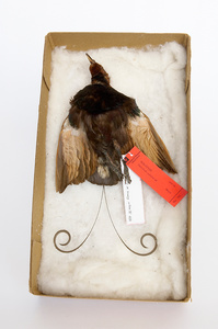 Images from a feature about The previous Museum of Zoology in Amsterdam