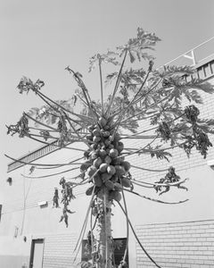 The Assumption of Choice #8