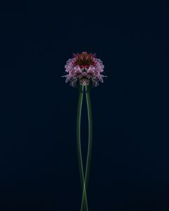 Scabius1