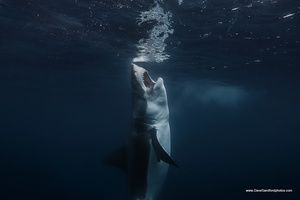 Jaws