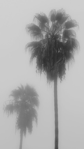 FOG AND RAIN