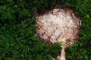 Amazon rainforest clearing