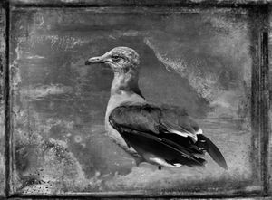 © Dianne Yudelson Heerman's Gull