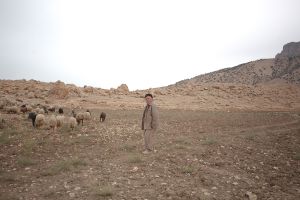 shepherd