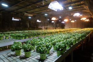 Underground basil