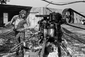 Extracting sugar cane juice  | Dhanda, Punjab.