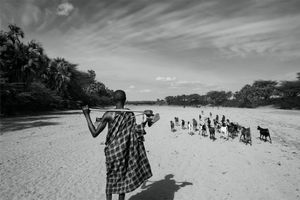 Man Leading His Herd