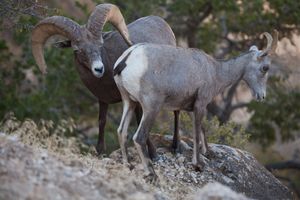 Grand Canyon resident