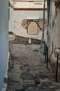 Follow the cat in the yellow area (1)