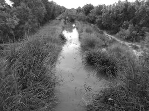 Stream, Camarque, France