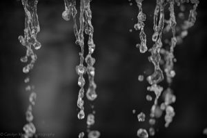 © Carolyn Meltzer
