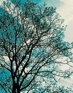 Trees 5