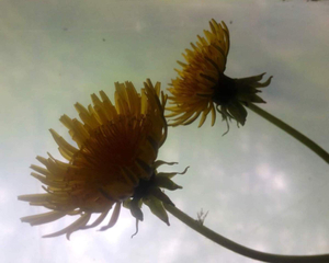 (4) dandelion 1 - yesterday (birth -bloom)