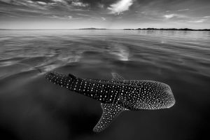 Whale Shark