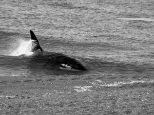 Orcas