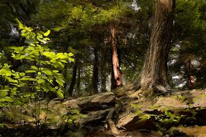 Forest Deep