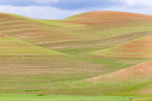 Palouse, WA. Study #26                        (46 48.9114N - 117 23.9871W)