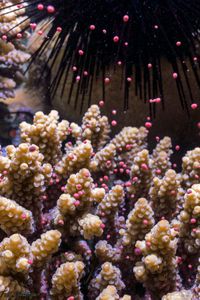 Coral Spawning