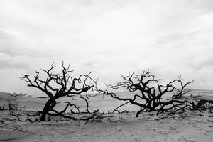 Dead Forest at Lençois Maranhenses National Park