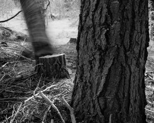 Falling Tree # 15  © David Paul Bayles
