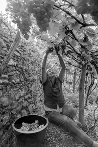 grape harvest underneath the pergolas